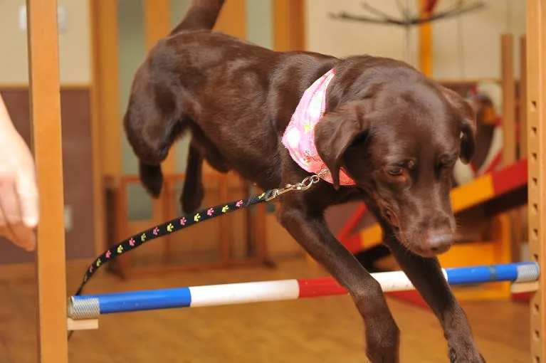 トレーニング・しつけについて